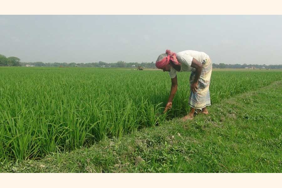 A farmer taking care of his Boro paddy field at a village in Faridpur district    	— FE Photo