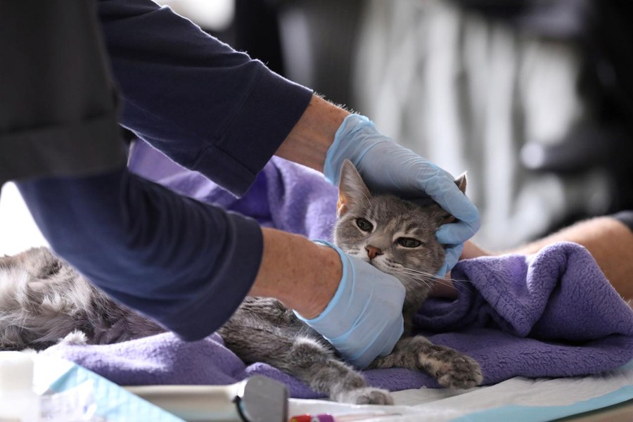 Home veterinarian Wendy Jane McCulloch examines 8-year-old cat Ivy at the closed Botanica Inc. office as she makes client home visits, which have additional safety protocols in recent weeks during the spread of coronavirus disease (COVID-19) outbreak, in Manhattan, New York City, US on March 31, 2020 — Reuters/Files