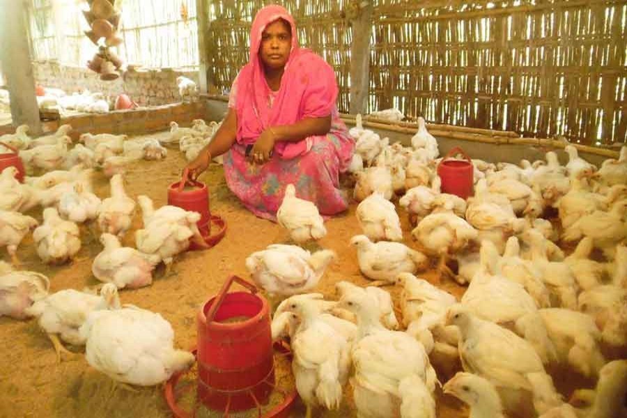 Poultry and dairy need immediate succor   