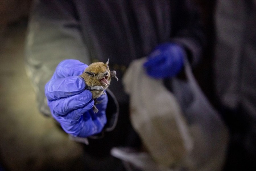 Coronavirus likely originated in bats, not created in lab: WHO