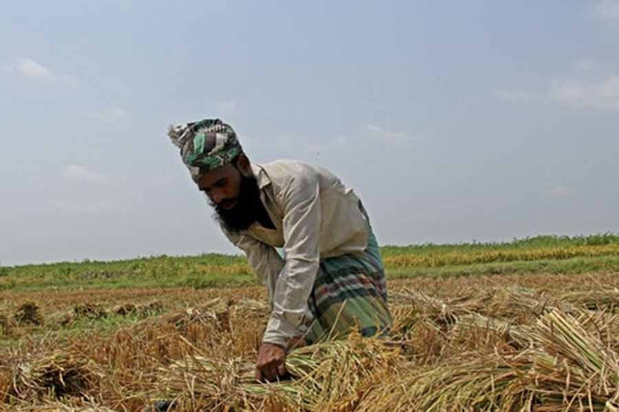 Farmers incur Tk 565b loss on shutdown