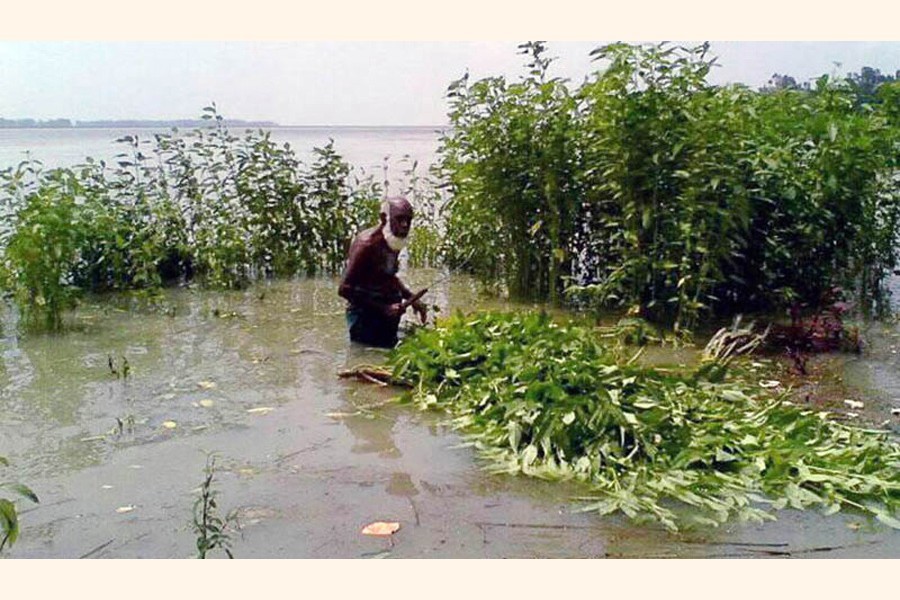 Due to rise in Jamuna water level, farmers harvesting immature jute in Dhunot upazila of Bogura — FE photo