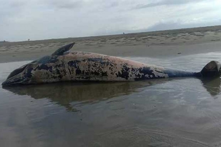 BD marine mammals dying in dozens