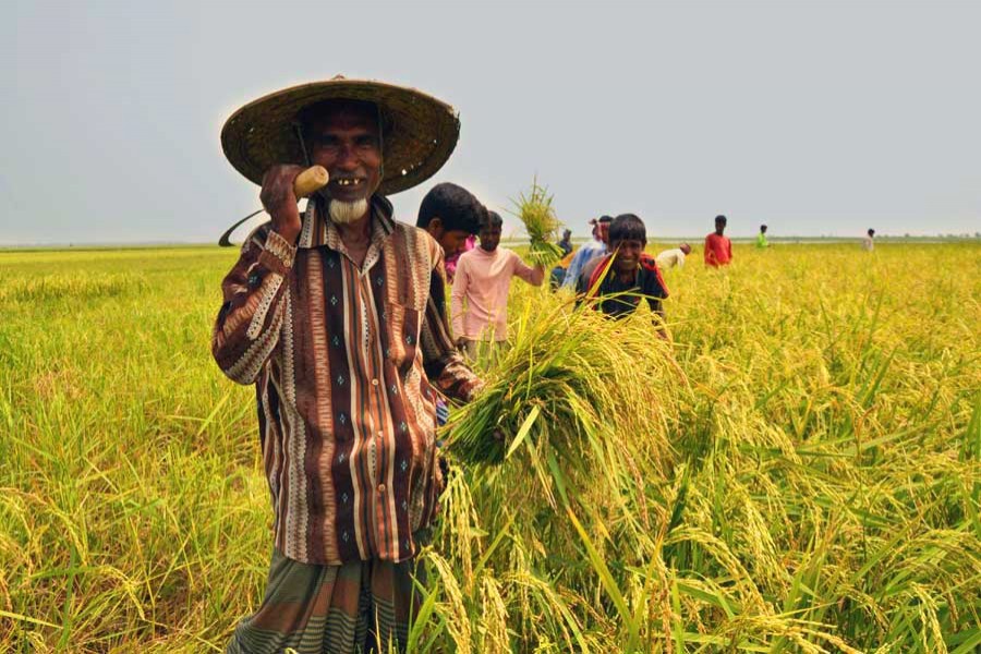 Govt to procure paddy directly from farmers: State Minister