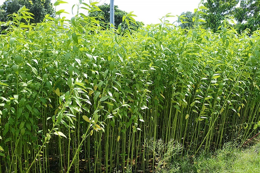 A partial view of a jute field in village Kukna under Magura sadar upazila — FE Photo