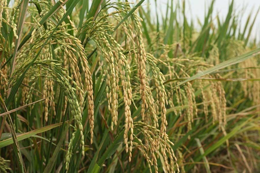 Paddy farming gets a boost in Jhenidah