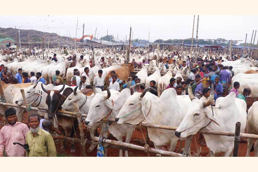 A large number of Indian cattle are seen at Rajshahi City haat. The picture was taken on Monday — FE photo