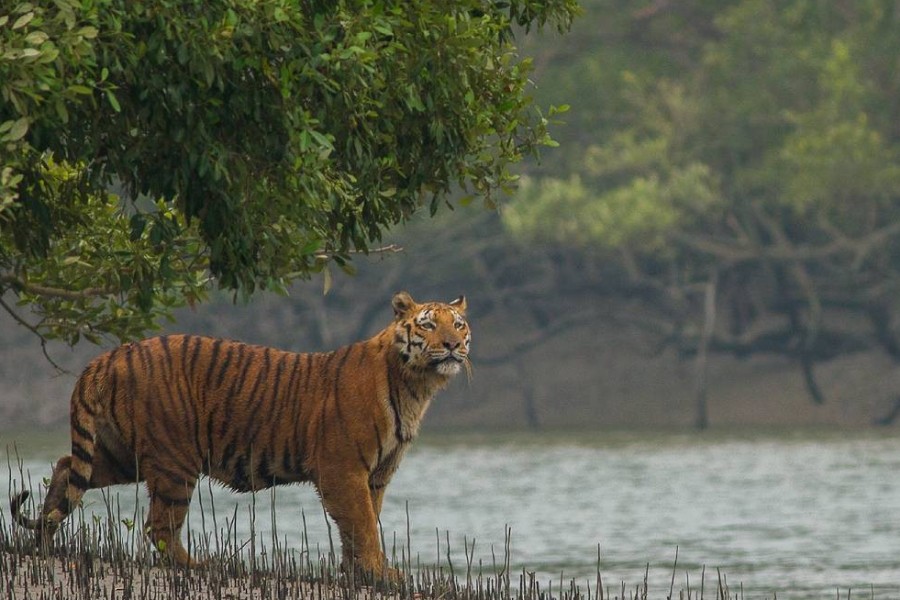 Pandemic comes as ‘blessing in disguise’ for the tigers of the Sundarbans