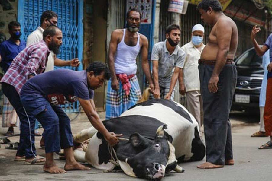 Random cattle slaughter, health rules defiance mark Eid in Dhaka