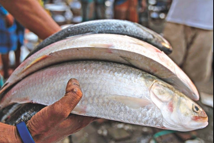 Chandpur fishermen lament shrinking catch of Hilsha from rivers