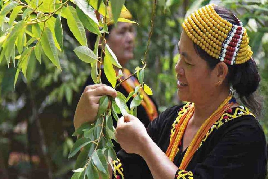 Photo courtesy: UN News/ Sarawak Biodiversity Centre