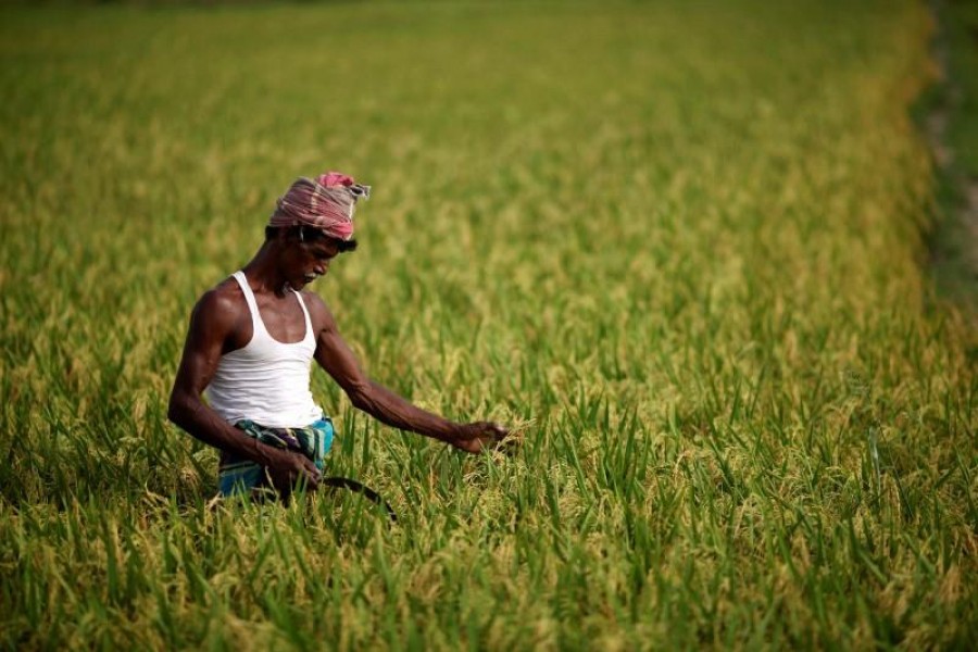 Representational image: A farmer examines rice in a paddy field near a farm house in Dhaka, April 21, 2010 —Reuters/Files