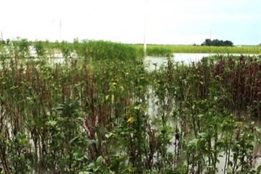 Floods destroy crops worth Tk 13.23 billion