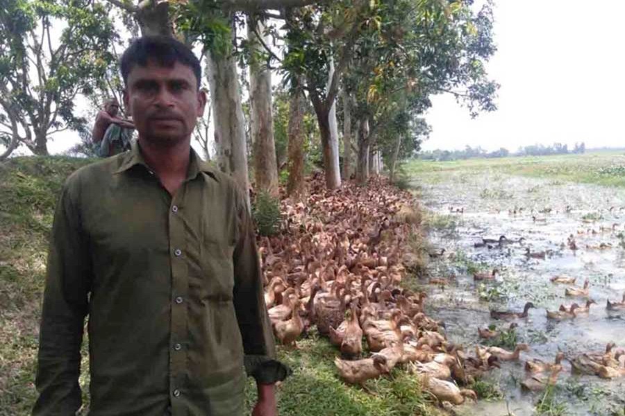 Tariqul standing by his ducks — FE Photo