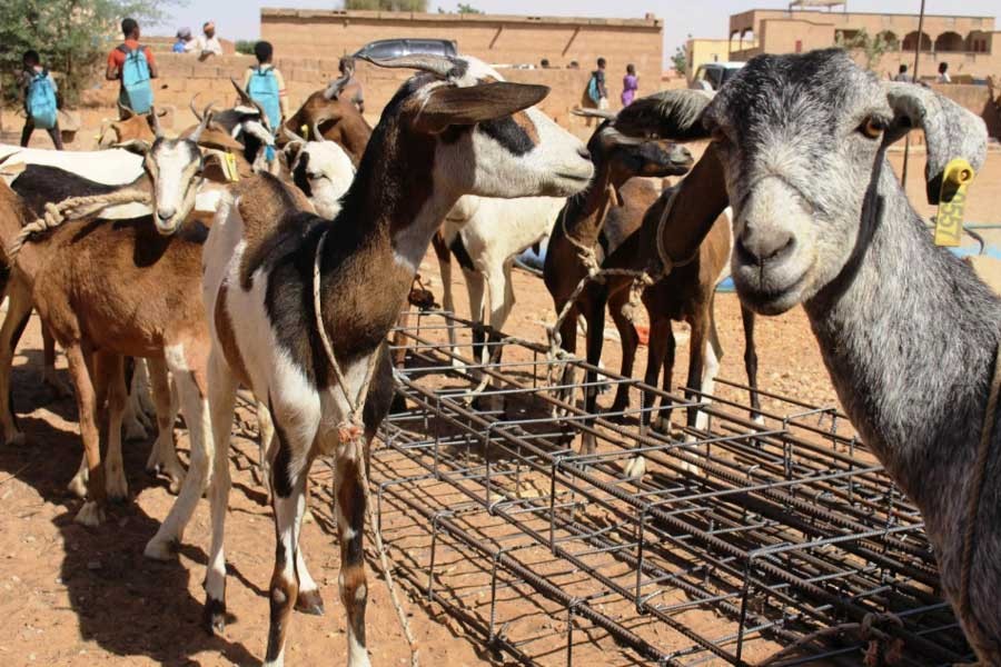 What Covid-19 movement restrictions mean for nomadic pastoralists in the Sahel