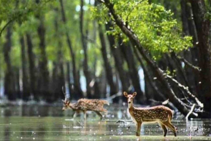 Sundarbans tourism businesses seeks nod for reopening