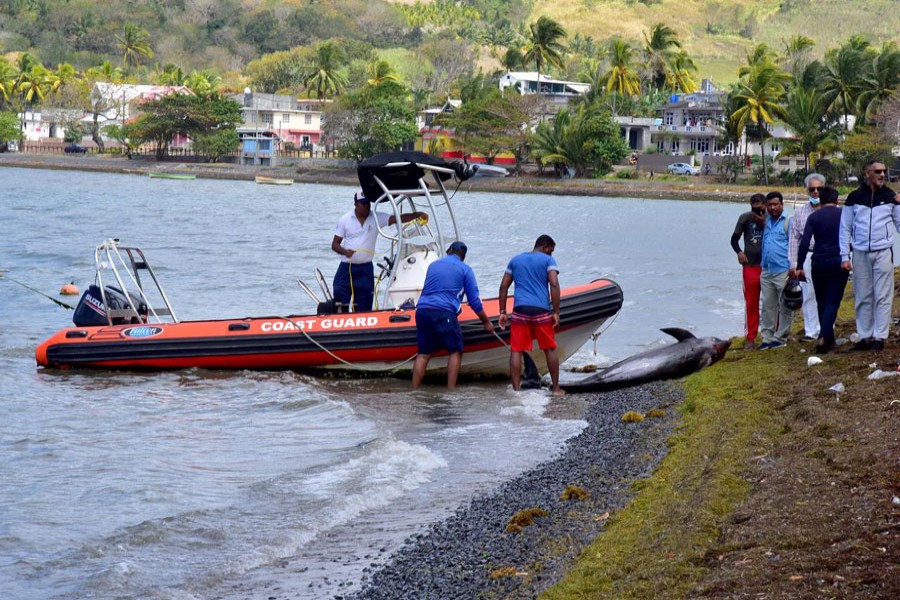 FILE PHOTO: Workers load carcasses of dolphins that died and were washed up on shore at the Grand Sable, Mauritius August 26, 2020. Picture taken August 26, 2020. REUTERS/Beekash Roopun/L'Express Maurice