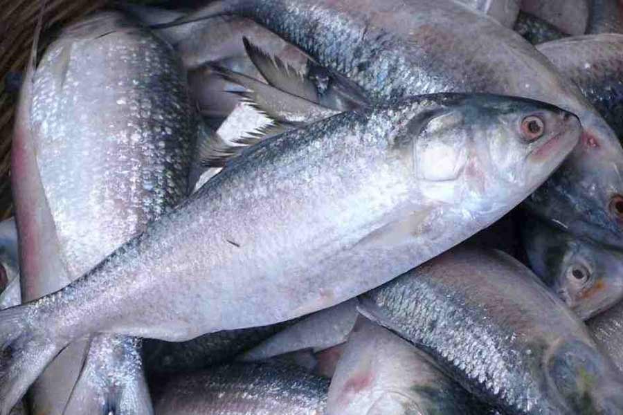 Bangladesh to export 1,450 tonnes of hilsa to India