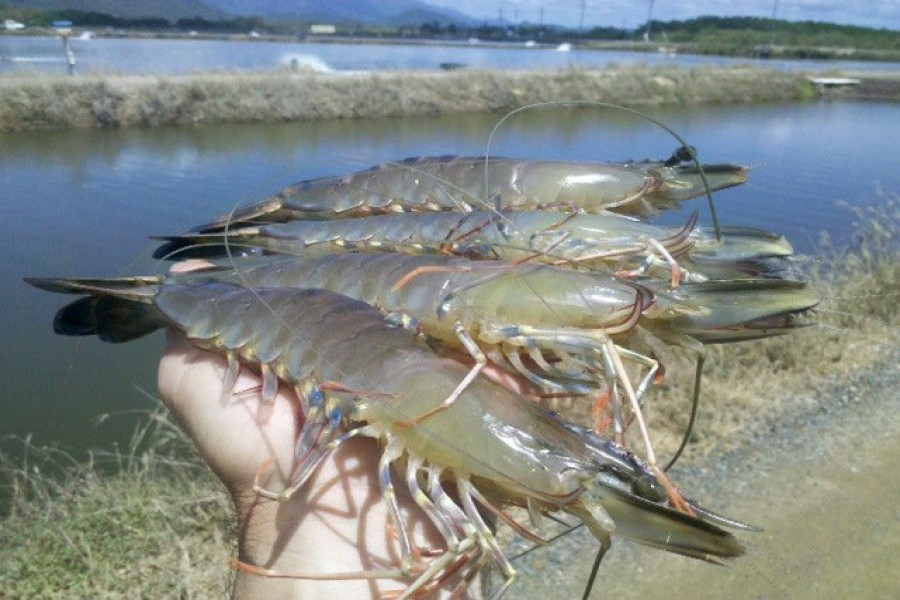 Hatchery creates hope among freshwater prawn farmers