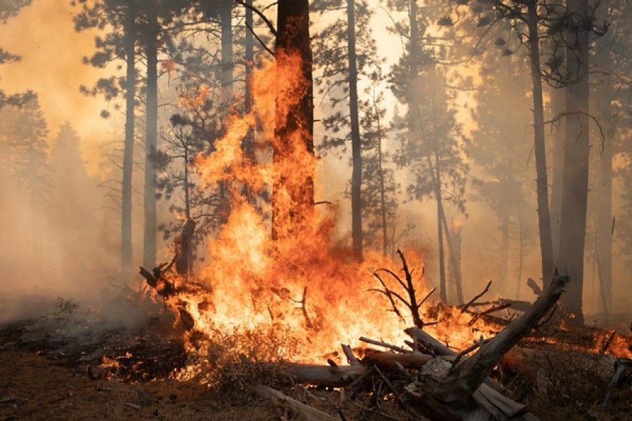 Trees are ablaze from the Brattain Fire in the Fremont National Forest near Paisley, Oregon, US, September 19, 2020 — Reuters