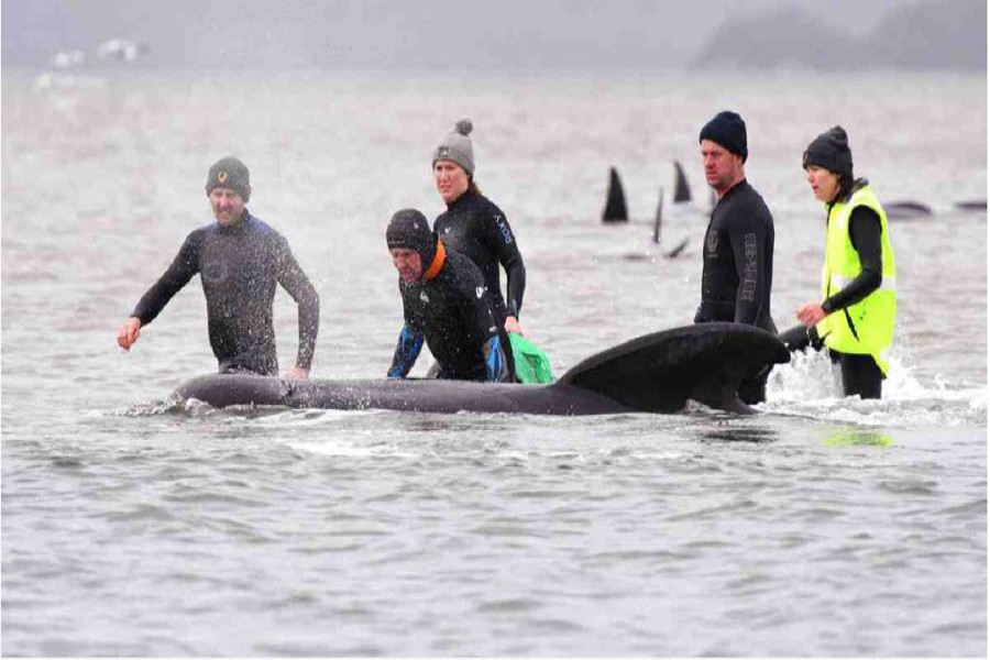 In this file photo, members of a rescue crew stand with a whale on a sand bar near Strahan, Australia.AP Photo