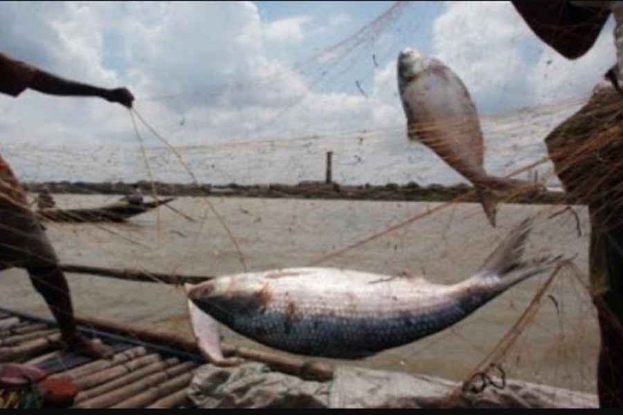 Govt eyes 0.6m mt fish production in FY 2020-21