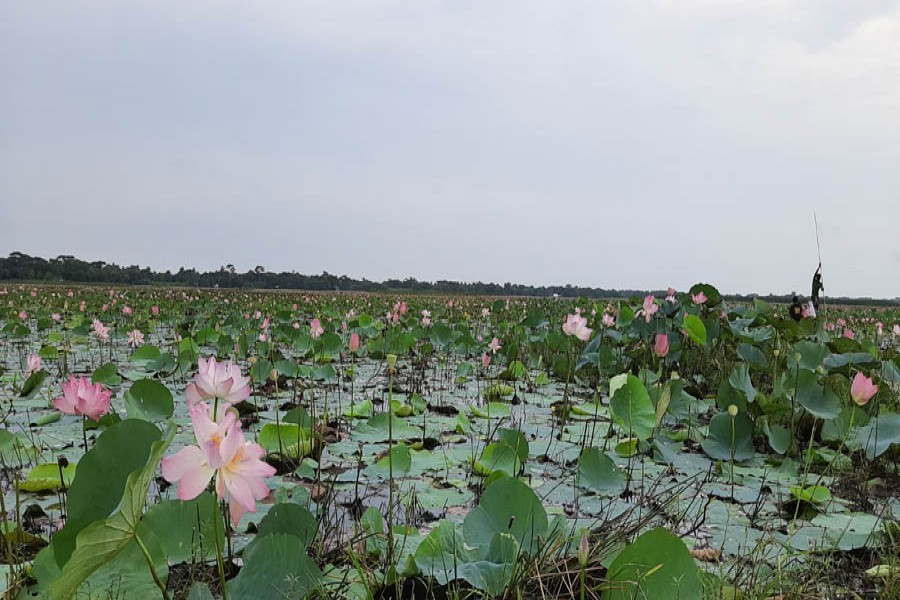 A view of the Padma Beel in Terokhada upazila of Khulna district — FE Photo