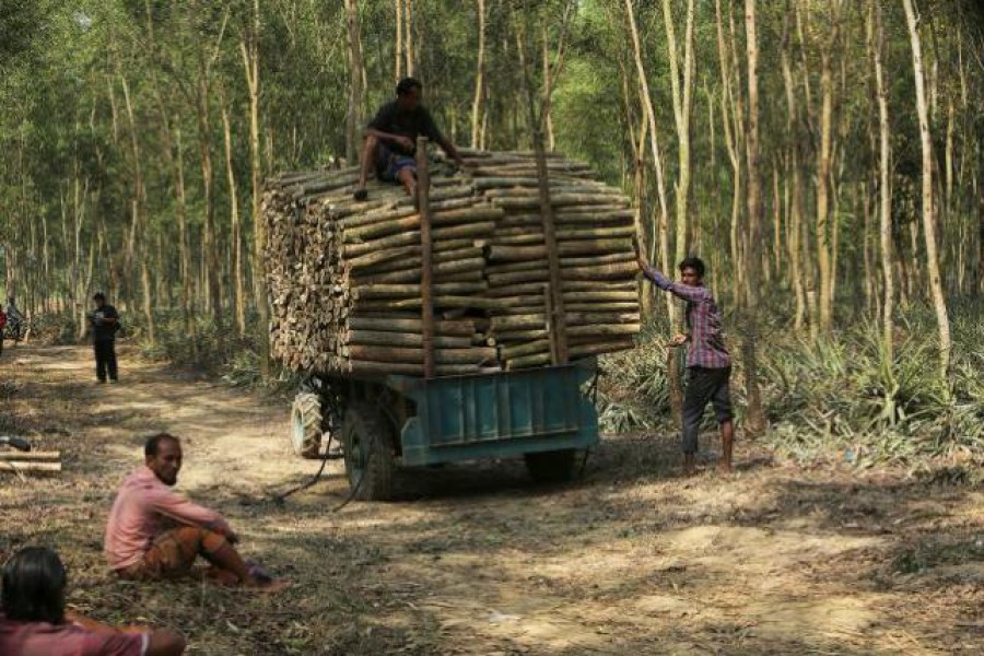 Recovering illegally occupied forest land