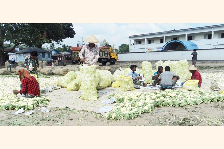 Farmers sorting out early grown cauliflowers at Mohasthan Haat under Shibganj upazila of Bogura — FE Photo