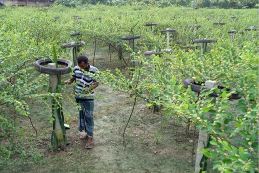 A farmer taking care of his dragon and plum trees in Chaugachha upazila of Jashore — FE Photo