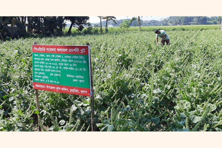 A view of a perilla field in Dumuria upazila in Khulna — FE Photo