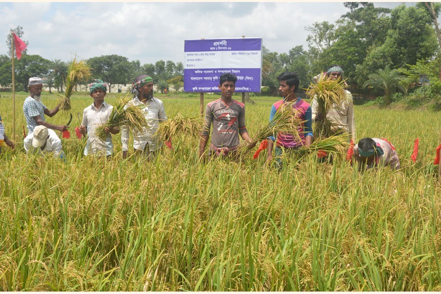 Farmers busy harvesting BINA Dhan-11 and BINA Dhan-6, two early varieties of Aman paddy developed by the Bangladesh Institute for Nuclear Agriculture (BINA), Mymensingh, in the district — FE Photo