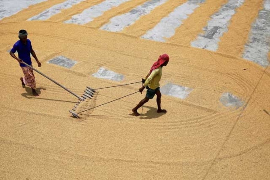 Workers sun dry paddy at a rice processing mill after reopening amid concerns over the coronavirus disease (Covid-19) outbreak in Munshiganj, outskirts of Dhaka, Bangladesh, July 08, 2020 — Reuters/Files