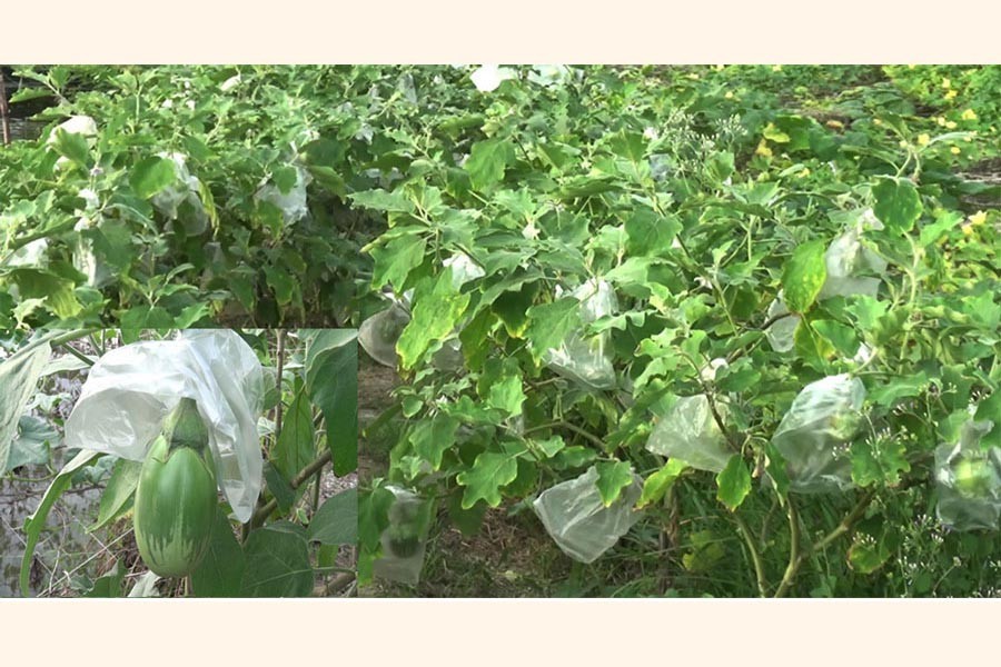 Use of bagging method in Betaga union of Fakirhat upazila of Bagerhat district — FE Photo