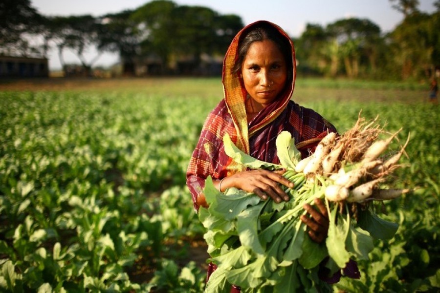 Women in char areas becoming self-reliant trough vegetable cultivation