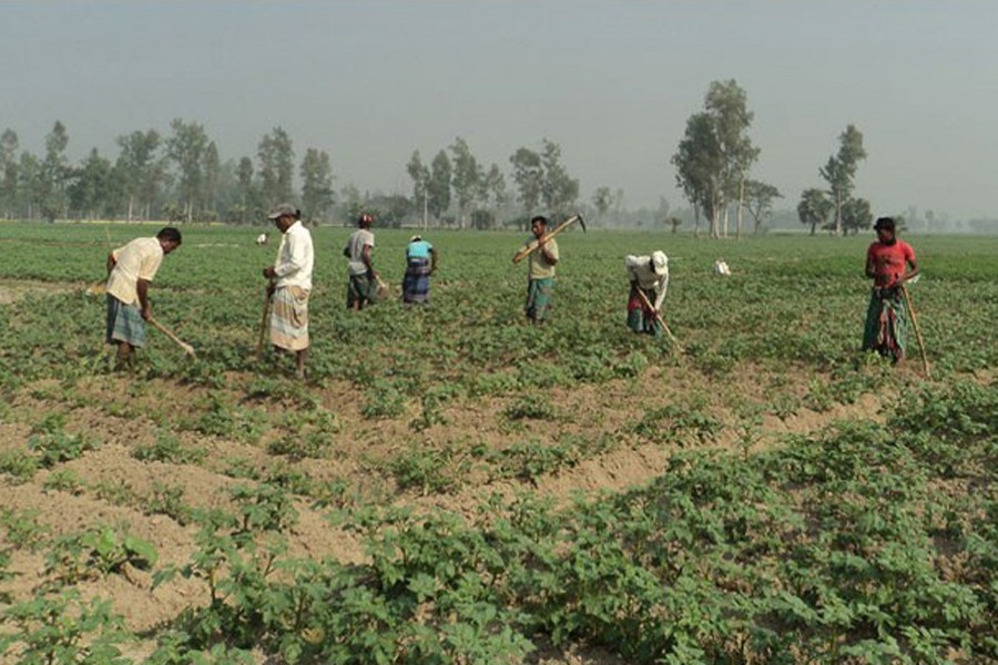 Labourers seen working at a potato field in Khetlal upazila of Joypurhat district — FE Photo