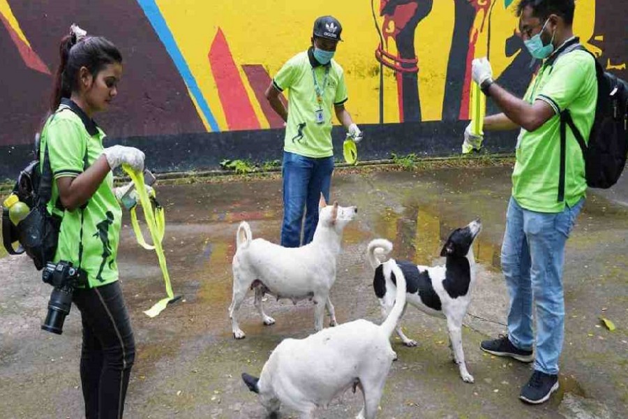 DSCC stops removal of stray dogs for now