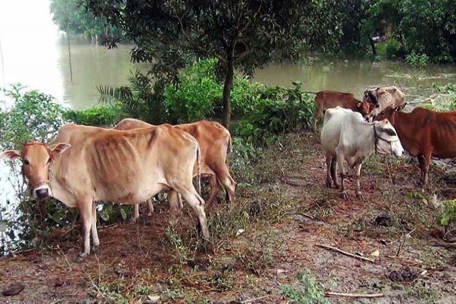 Move to make silage technology popular for quality cattle feed