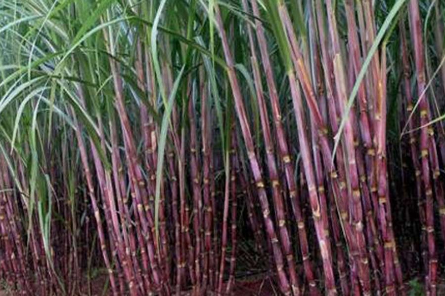 Six state-run mills to continue sugarcane purchase