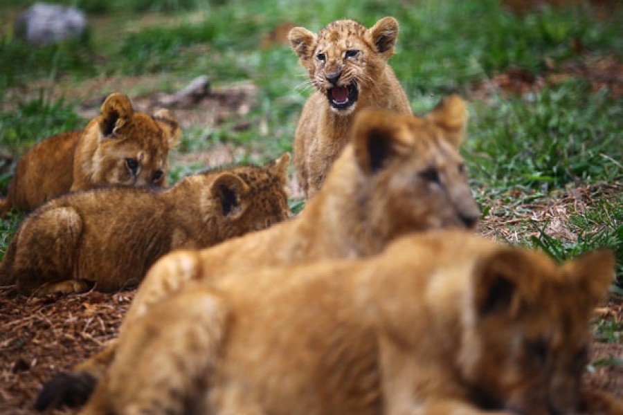 A newborn lion cub roars inside his cage after being born in captivity amid the coronavirus disease (COVID-19) pandemic at Altiplano's zoo in San Pablo Apetatitlan, in Tlaxcala state, Mexico, Nov 20, 2020. REUTERS/FILE