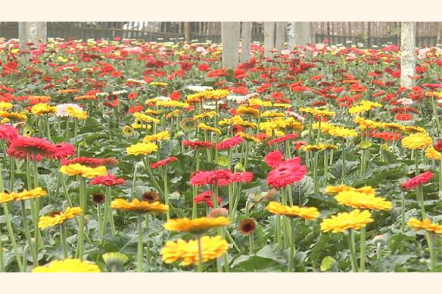 Gadkhali, Panisara flower villages ready with flowers for national events