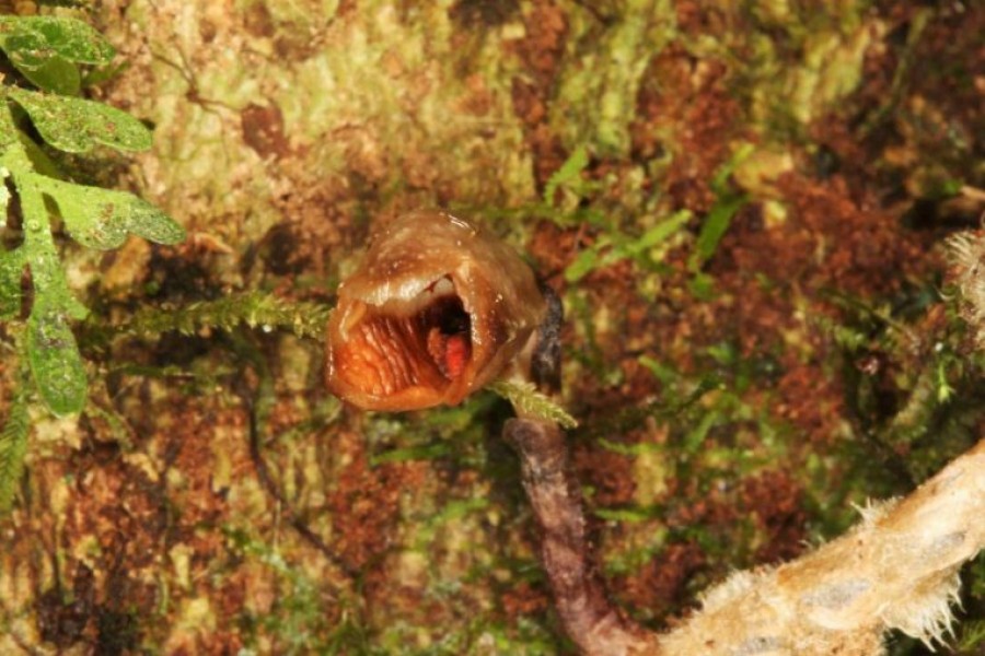 An orchid (Gastrodia agnicellus) is seen in this handout photo taken in Madagascar on September 20, 2019 — Handout via REUTERS