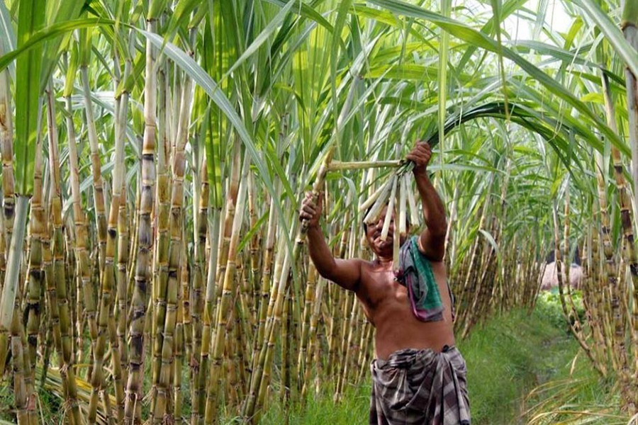 A view of a sugarcane field — FocusBangla/Files