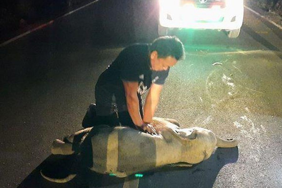 A rescue worker performs CPR on a baby elephant after a motorcycle crash in Chanthaburi province, Thailand on December 20, 2020 — KUNCHAYLEK via REUTERS