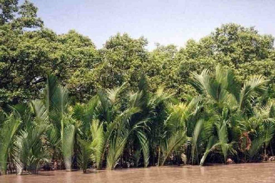 Sundarbans sees golpata trees dying a slow death