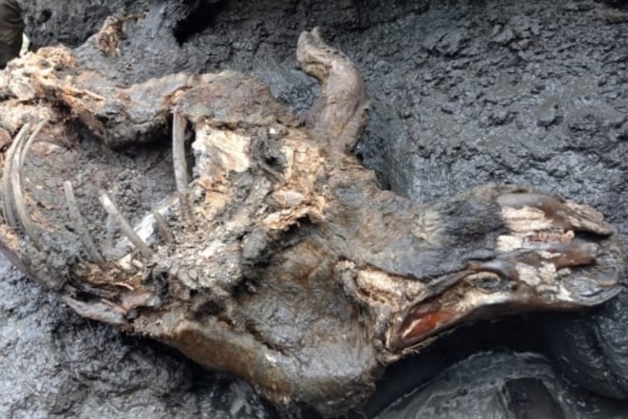 The rhino was found at a river in August complete with all its limbs, some of its organs, its tusk - a rarity for such finds - and even its wool - Collected