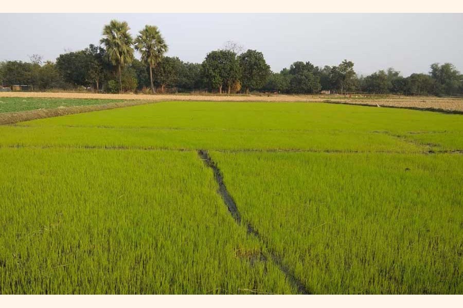 Severe cold threatens Boro seedbeds in Kurigram