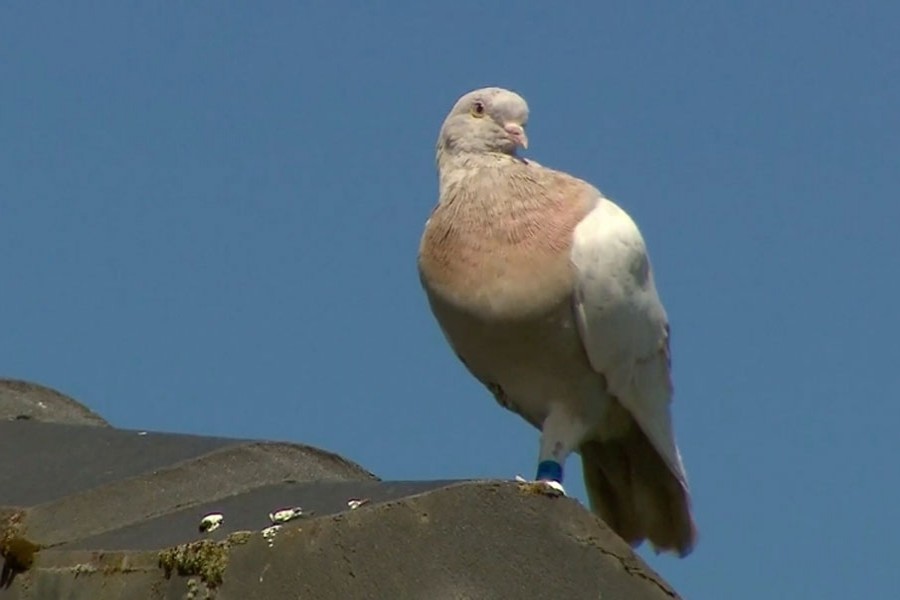 The racing pigeon, first spotted in late December 2020, appears to have made an extraordinary 13,000-kilometre (8,000-mile) the Pacific Ocean crossing from the United States to Australia [Channel 9 via AP]