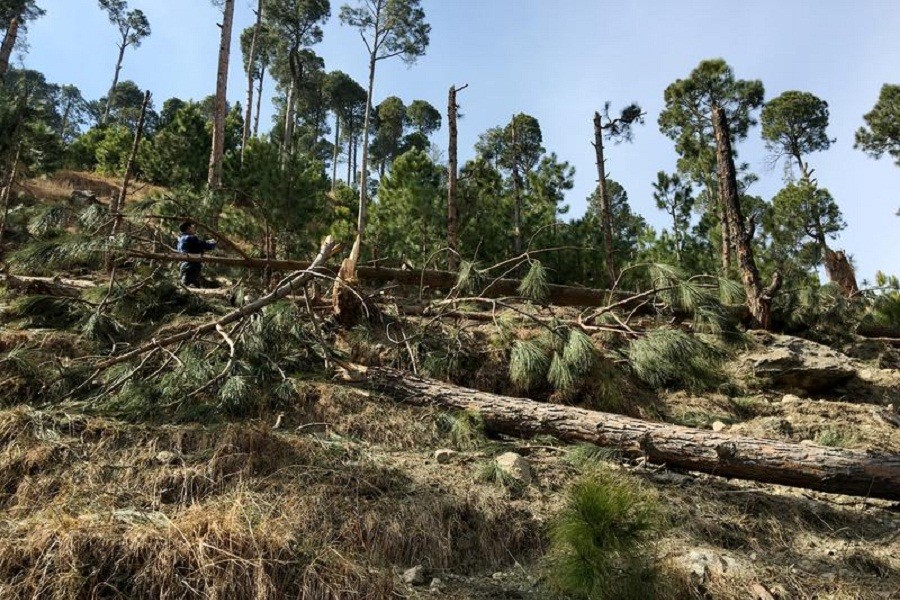 A man takes a photo with his mobile as he stands amidst damaged trees after Indian military aircrafts released payload, according to Pakistani officials, in Jaba village, Balakot, Pakistan February 28, 2019 — Reuters/Files