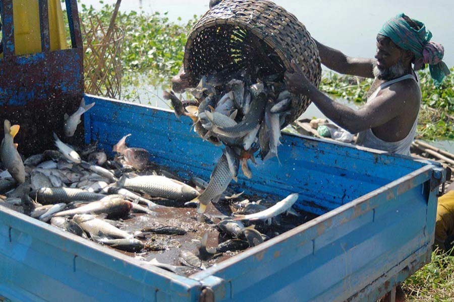 Fish production increases by 50pc in 11 years, PM says